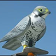Image for article titled Fake Falcon Robots Scare the Shit Out of Nuisance Pigeons
